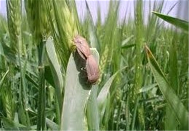 احتمال افزایش آفت سن گندم با توجه به کم‌بارشی پاییز امسال – تسنیم