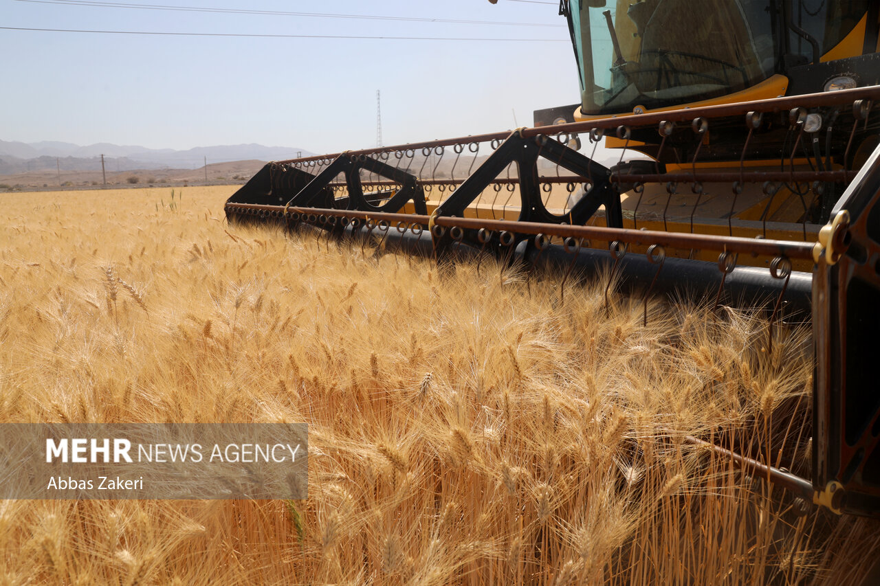 آیا رئیس‌جمهور به موضوع تعیین «قیمت خرید تضمینی گندم» ورود خواهد کرد؟