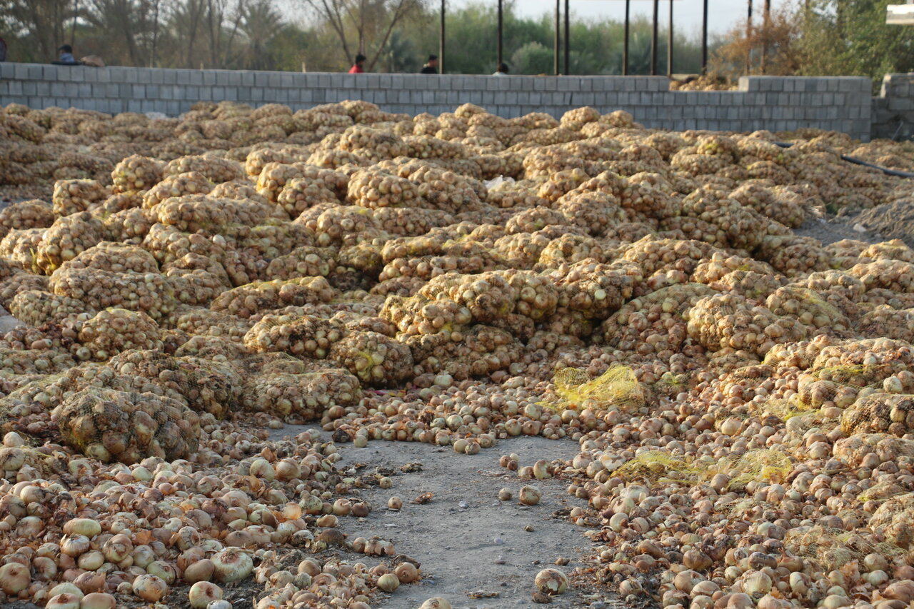 برخی استان‌ها با کشت مازاد الگوی کشت را مختل کردند