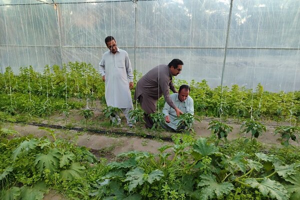 سراوان؛ قطب تولیدات گلخانه‌ای با تولید بیش از ۱۳ هزار تن محصول