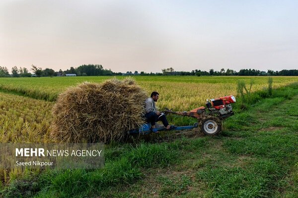لزوم اصلاح الگوی کشت و مدیریت هوشمند منابع آب در کشاورزی