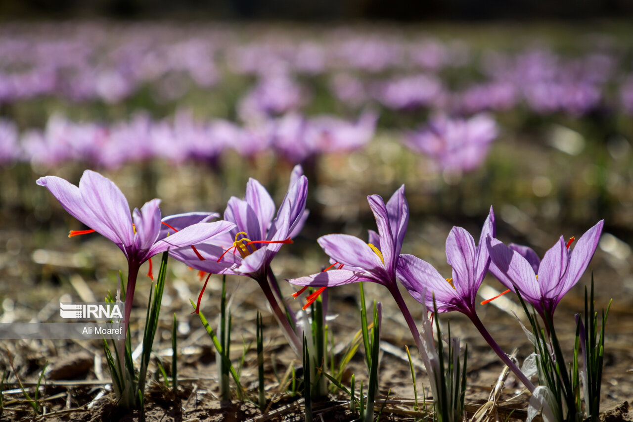 مدیریت بخش کشاورزی با خرید تضمینی پیاز و عرضه زعفران در بورس