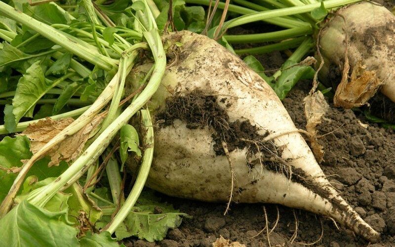 پیش بینی تولید ۲.۶ میلیون تن چغندر قند پاییزه