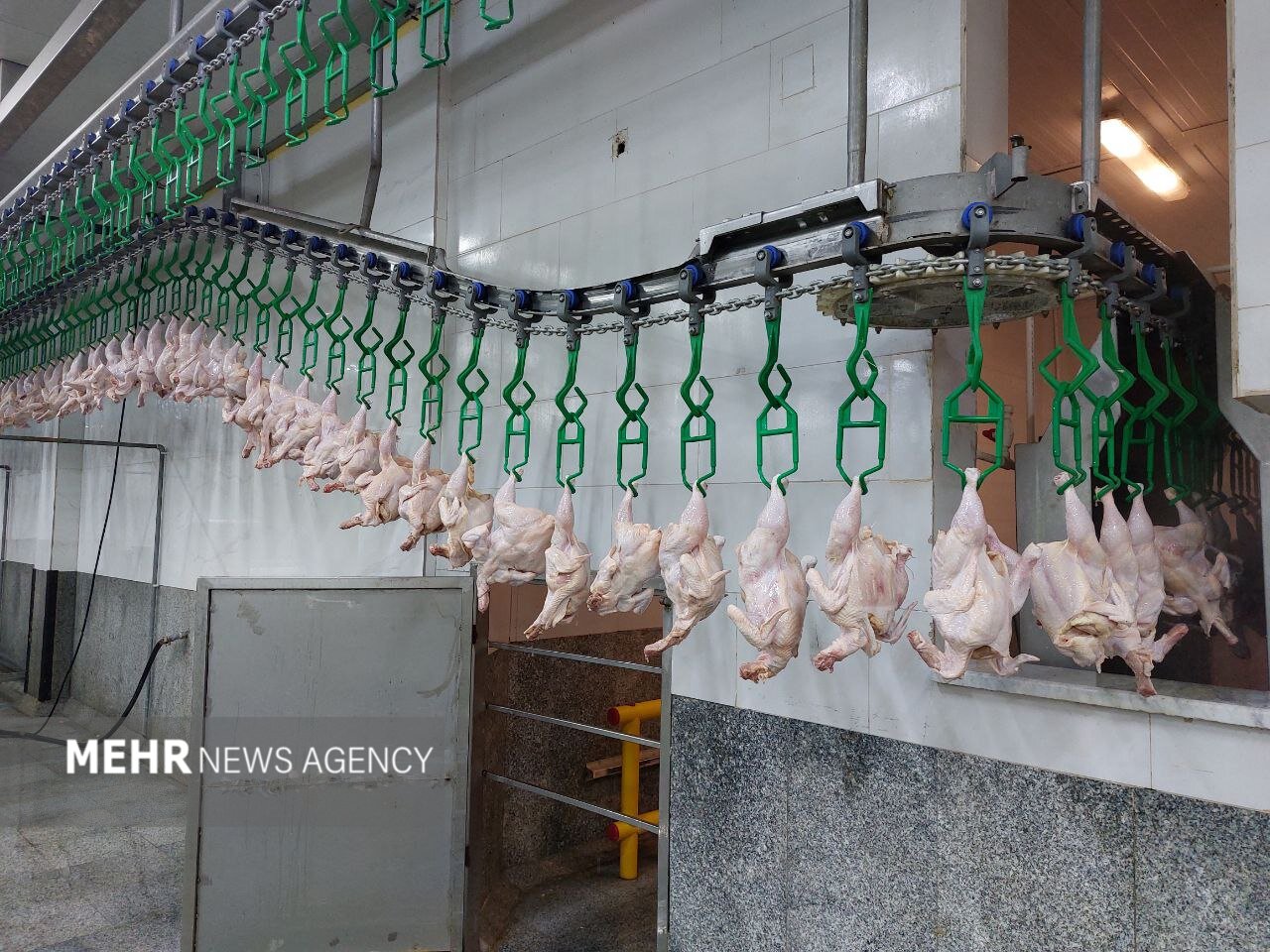 در برنامه هفتم تولید مرغ‌سایز در کشور پیش‌بینی شده است