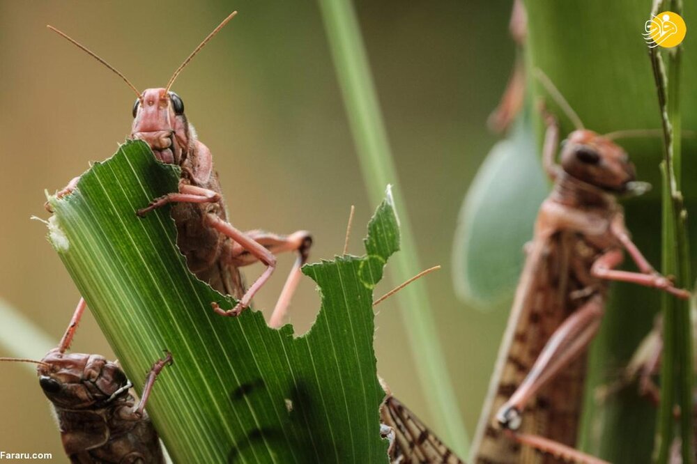 احتمال ورود ملخ صحرایی از هند به استان‌های جنوبی کشور