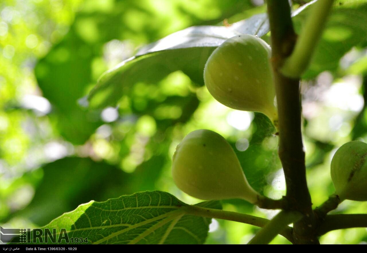 استبهان ایران ۳.۵ درصد انجیرستان های جهان را در اختیار دارد