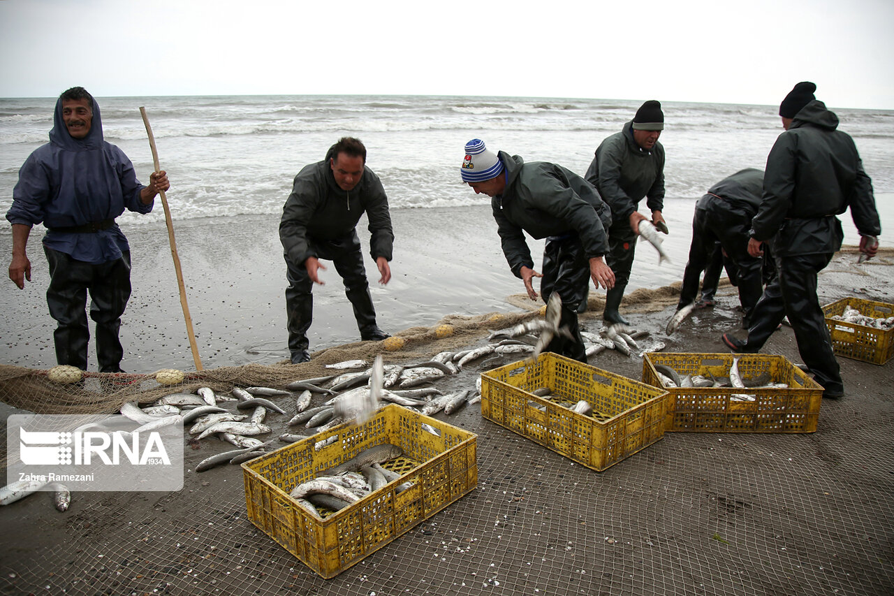 صید ماهیان استخوانی با رشد ۲۰ درصدی به ۸۵۵ تن رسید صید ماهیان استخوانی با رشد ۲۰ درصدی به ۸۵۵ تن رسید