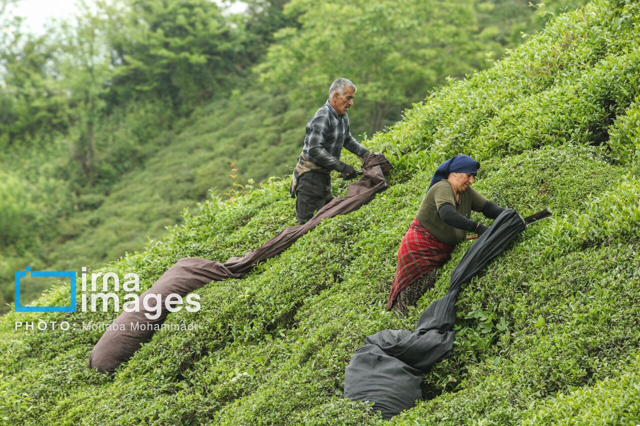 فرماندار لاهیجان از برگزاری جشنواره چای در این شهرستان خبر داد