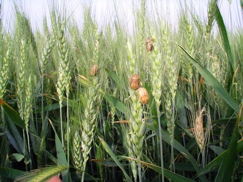 پیش‌آگاهی آفات؛ کلیدی‌ترین ابزار برای تعیین زمان دقیق مبارزه در کشاورزی