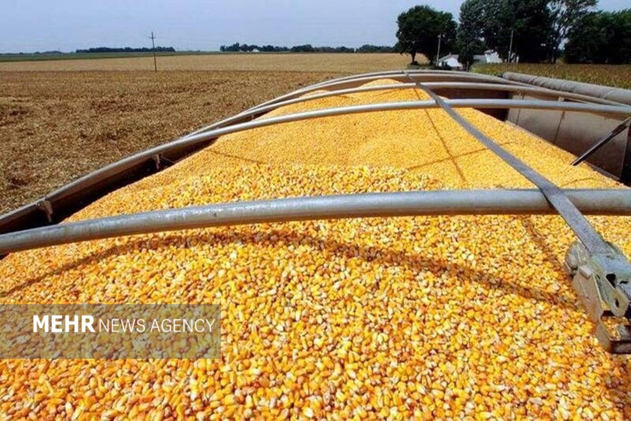 سبوس همچنان دونرخی است