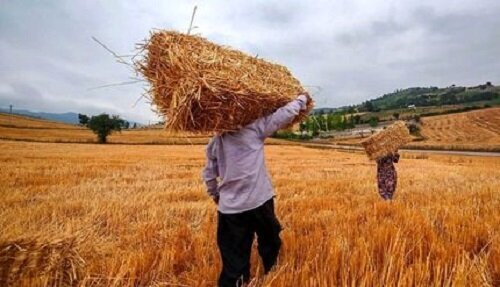 خبر مهم برای گندمکاران/ قیمت واقعی گندم اعلام شد