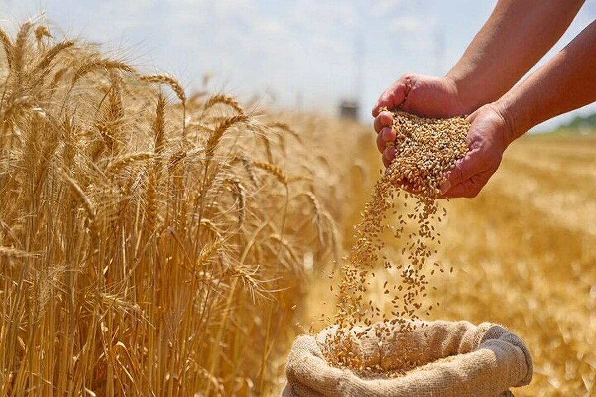 خبر مهم درباره قیمت جدید گندم/ نرخ گندم از این رقم کمتر نخواهد بود!