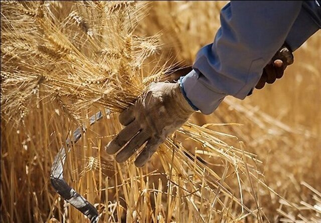 خبر مهم برای گندمکاران/ قیمت واقعی خرید گندم اعلام شد خبر مهم برای گندمکاران/ قیمت واقعی خرید گندم اعلام شد