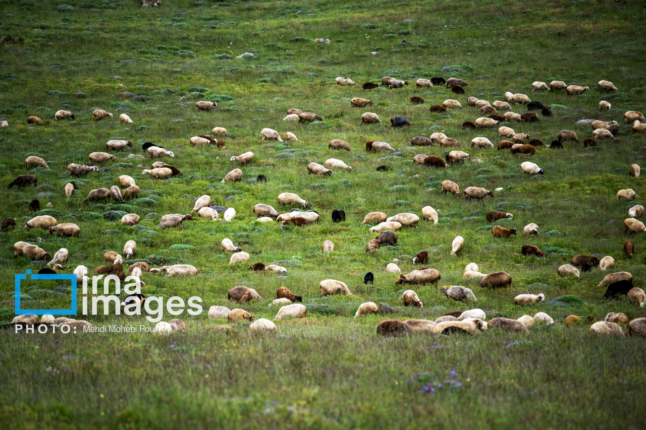 سمنان رویشگاه گونه‌های نادر جهان/ چرای زودهنگام دام چه بلایی بر سر مراتع می‌آورد؟