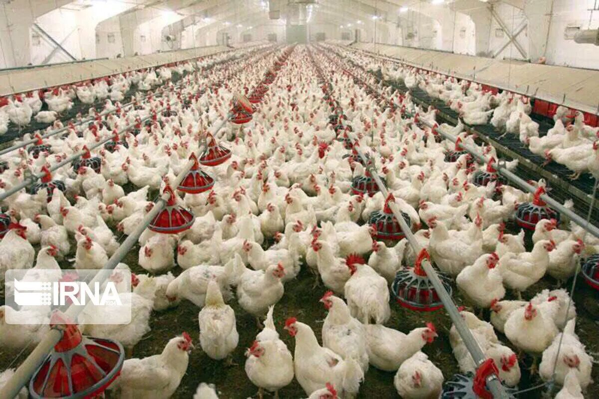 طرح جدید دولت برای تامین نقدینگی واحدهای تولیدی دام و طیور عملیاتی شد