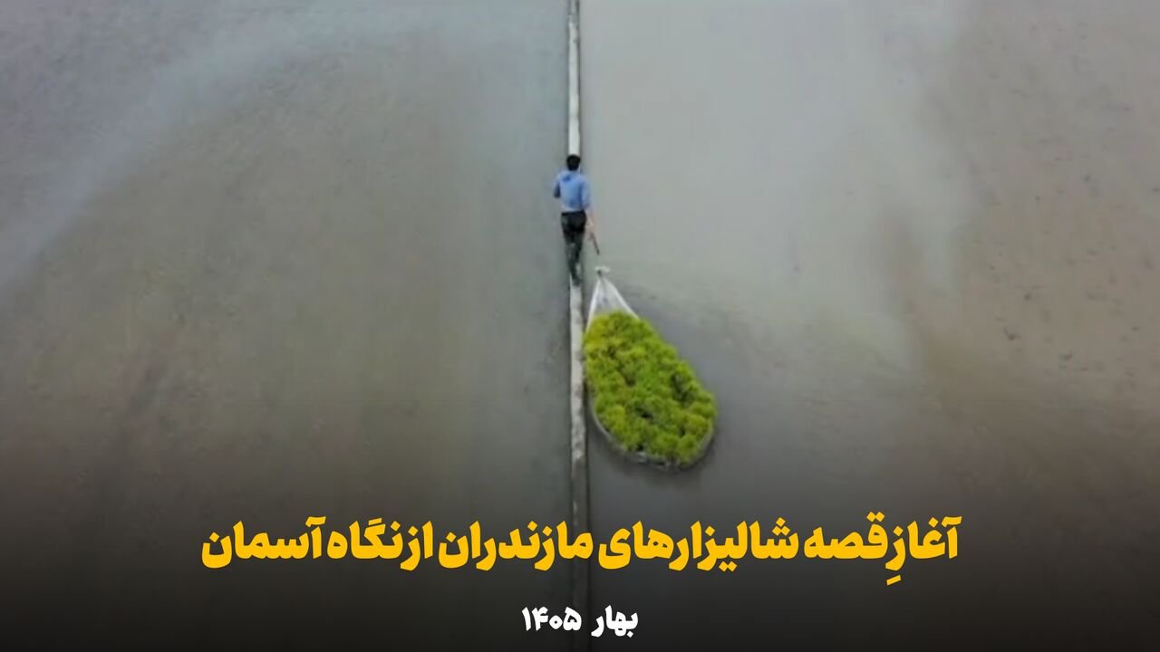 فیلم | آغازِ قصه شالیزارهای مازندران از نگاه آسمان