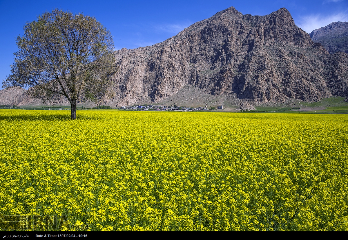 آغاز خرید کلزا توسط شبکه تعاونی‌های روستایی در استان کرمانشاه