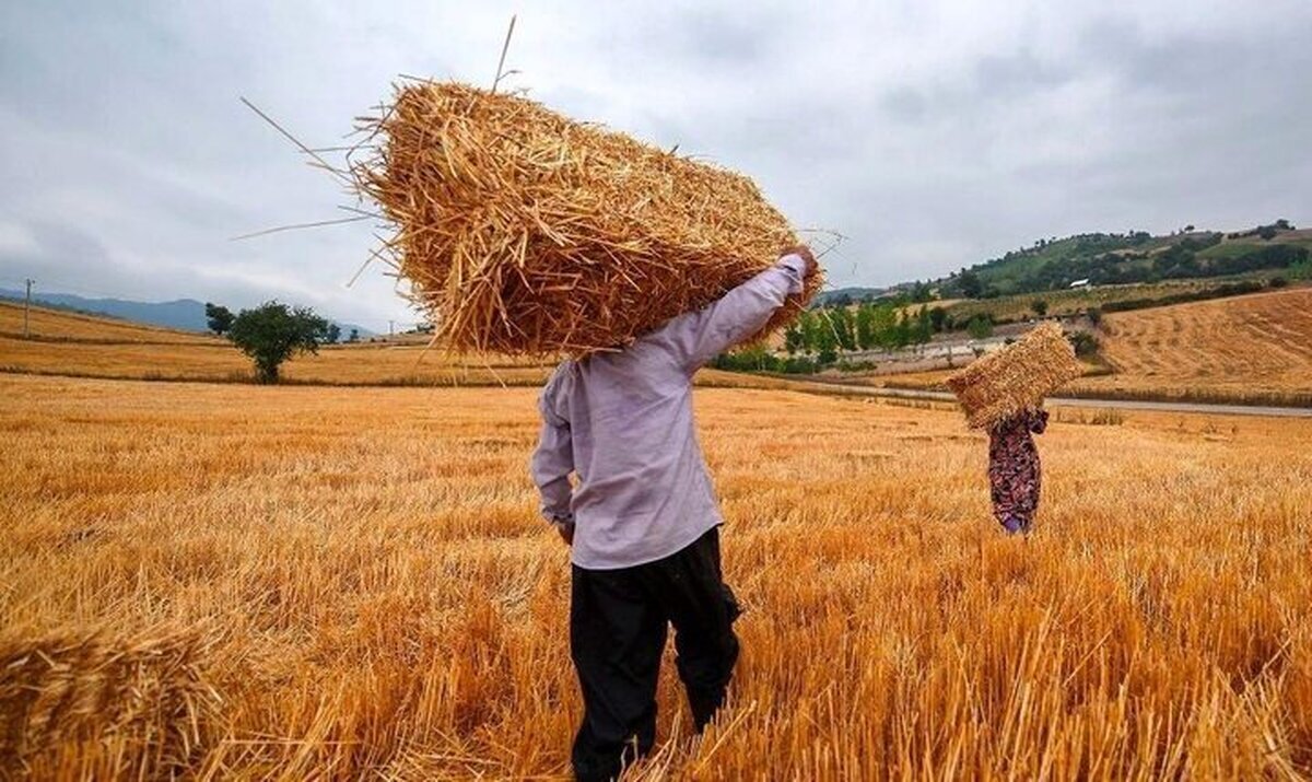 خبر خوش دولت برای گندمکاران/ واریزی میلیاردی انجام شد