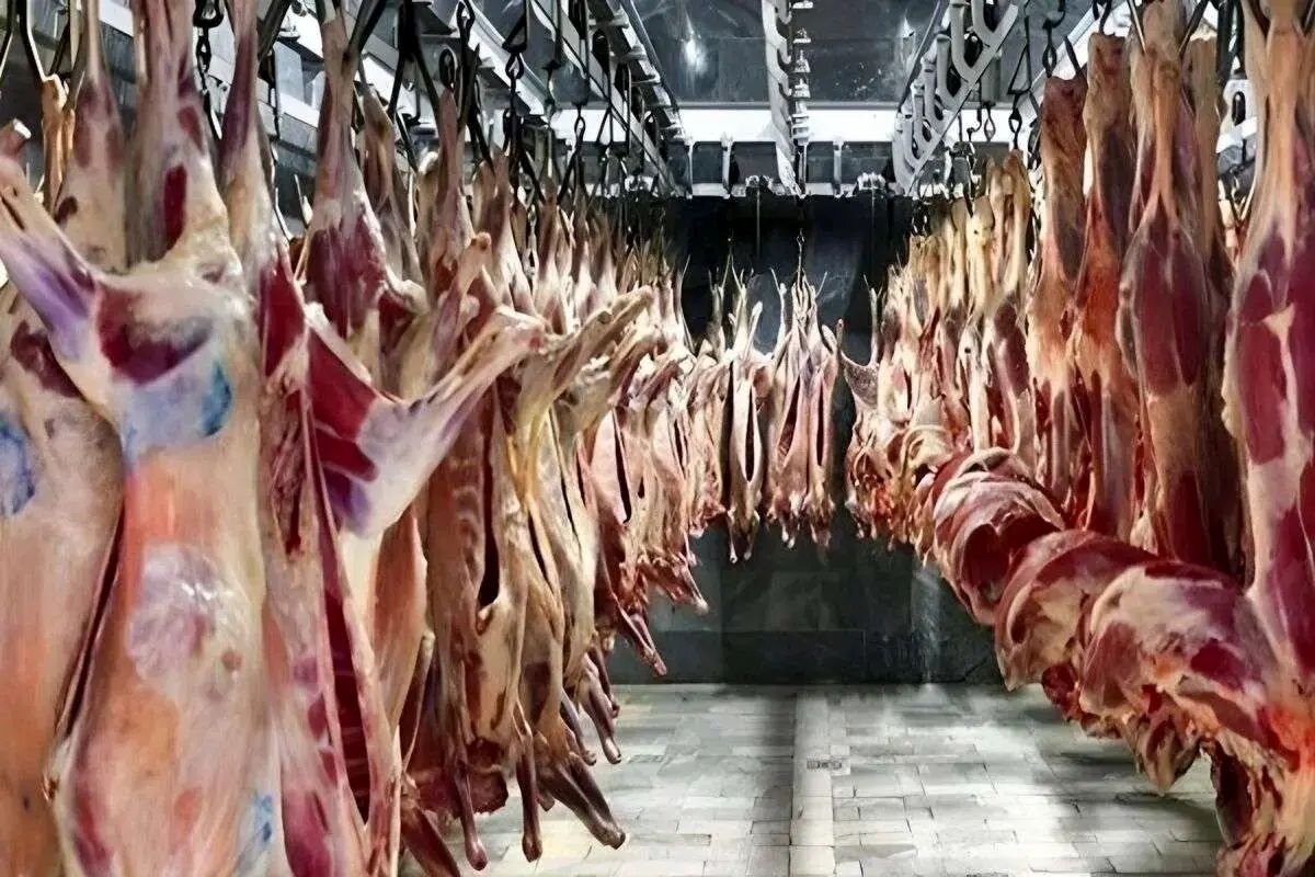قیمت جدید گوشت قرمز امروز ۲۴ اردیبهشت ۱۴۰۵ / هر کیلوگرم گوشت گوساله و گوسفندی چند شد؟ + جدول