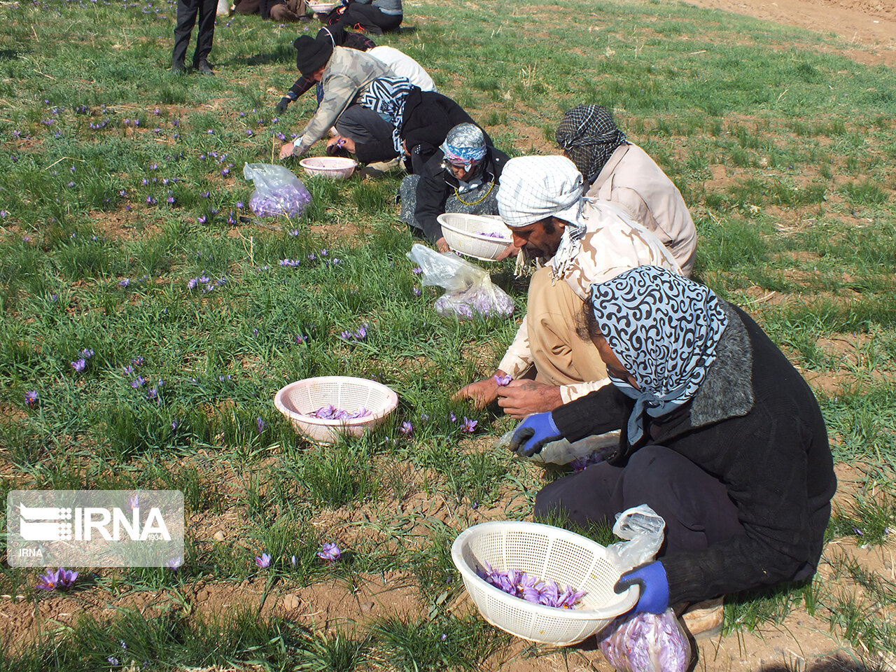 استاندار: ۵۰۰ هکتار به کشت زعفران استان کرمانشاه اضافه می‌شود 