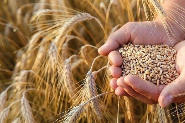 یک‌سوم مطالبات گندم‌کاران پرداخت شد