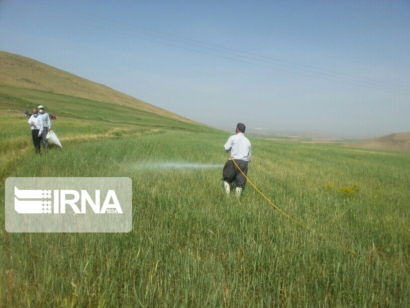 ۴۷۴ هزار هکتار از مزارع کرمانشاه علیه علف‌های هرز سم‌پاشی شد
