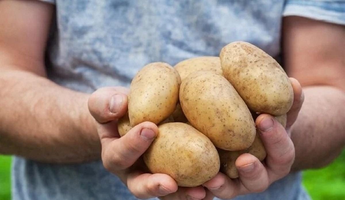 سیب زمینی را به این طریق نخورید