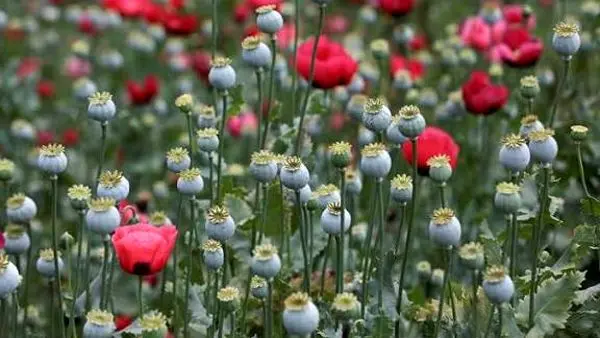 انتشار اسناد گمشده از تاریخچه کشت خشخاش در ایران