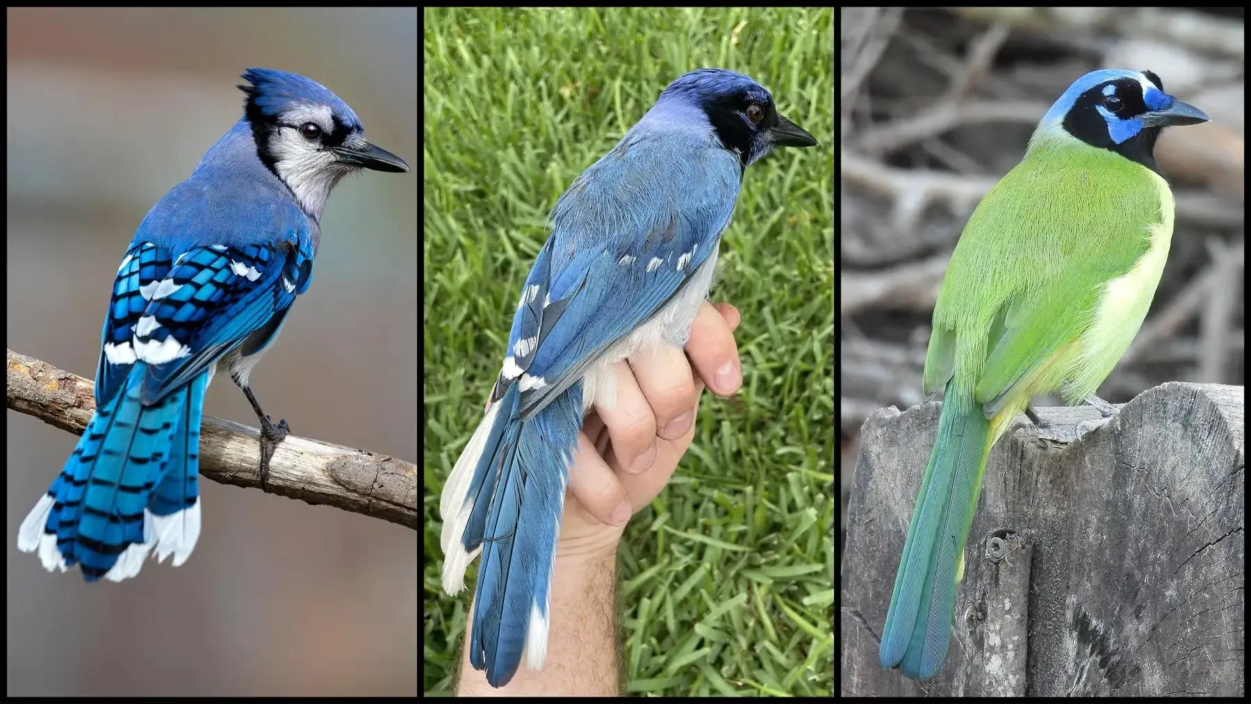 برای نخستین‌بار: پرنده‌ای دورگه از دو گونه با ۷ میلیون سال فاصله تکاملی ثبت شد