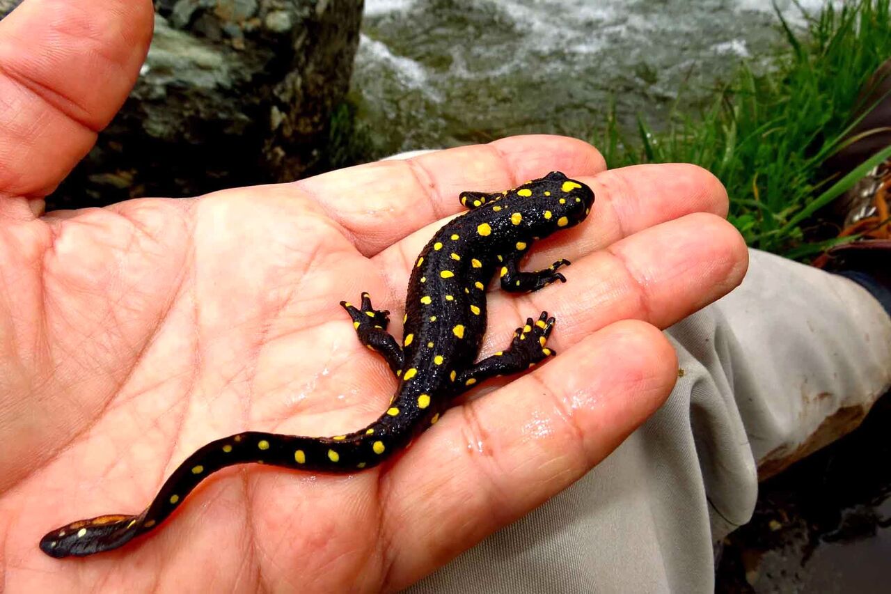 ترفند جالب سمندر برای دفاع +فیلم