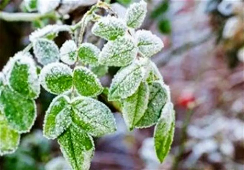 تهران در آستانه سرمای زودرس؛ یخبندان موقت در دامنه‌ها پیش‌بینی شد