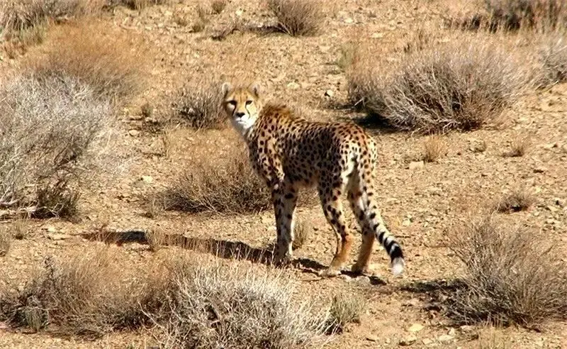 توران، طلای سبز اقتصاد ملی در آستانه انقراض!