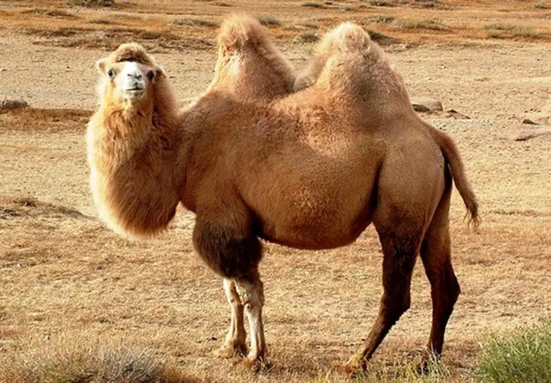 رازهایی که شتر را به «کشتی صحرا» تبدیل کرد+ فیلم رازهایی که شتر را به «کشتی صحرا» تبدیل کرد+ فیلم