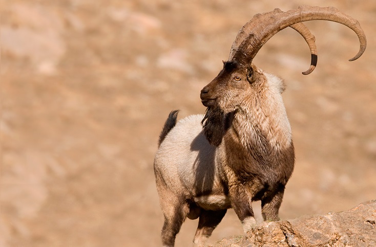 فصل جفت گیری پازن ها نزدیک است+فیلم