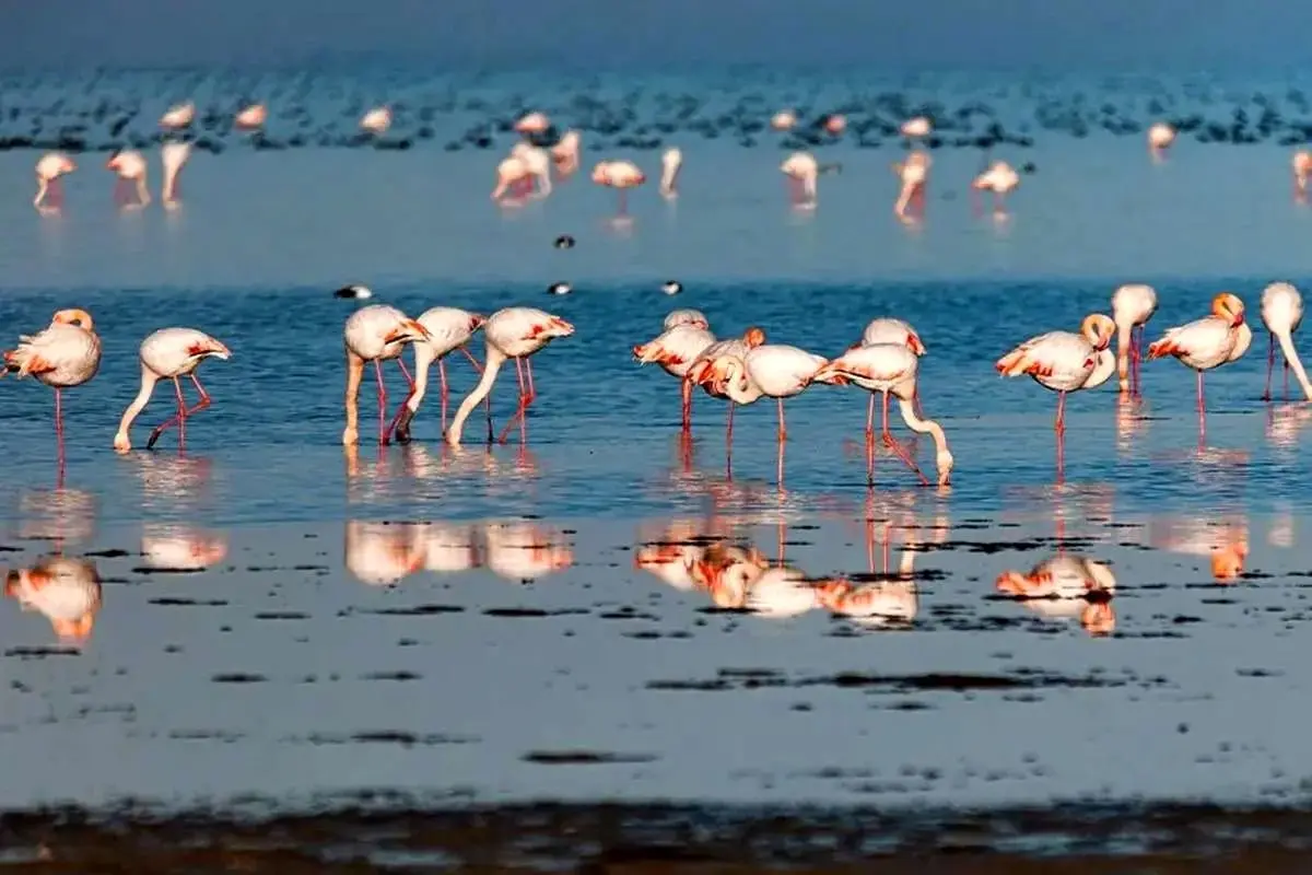 میانکاله در تب مهاجرت/ بهشت پرندگان در چنگال خشکی و تهدید