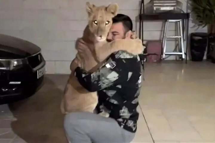 واکنش تند علی‌اکبری به تلف شدن شیرش در باغ وحش+ عکس