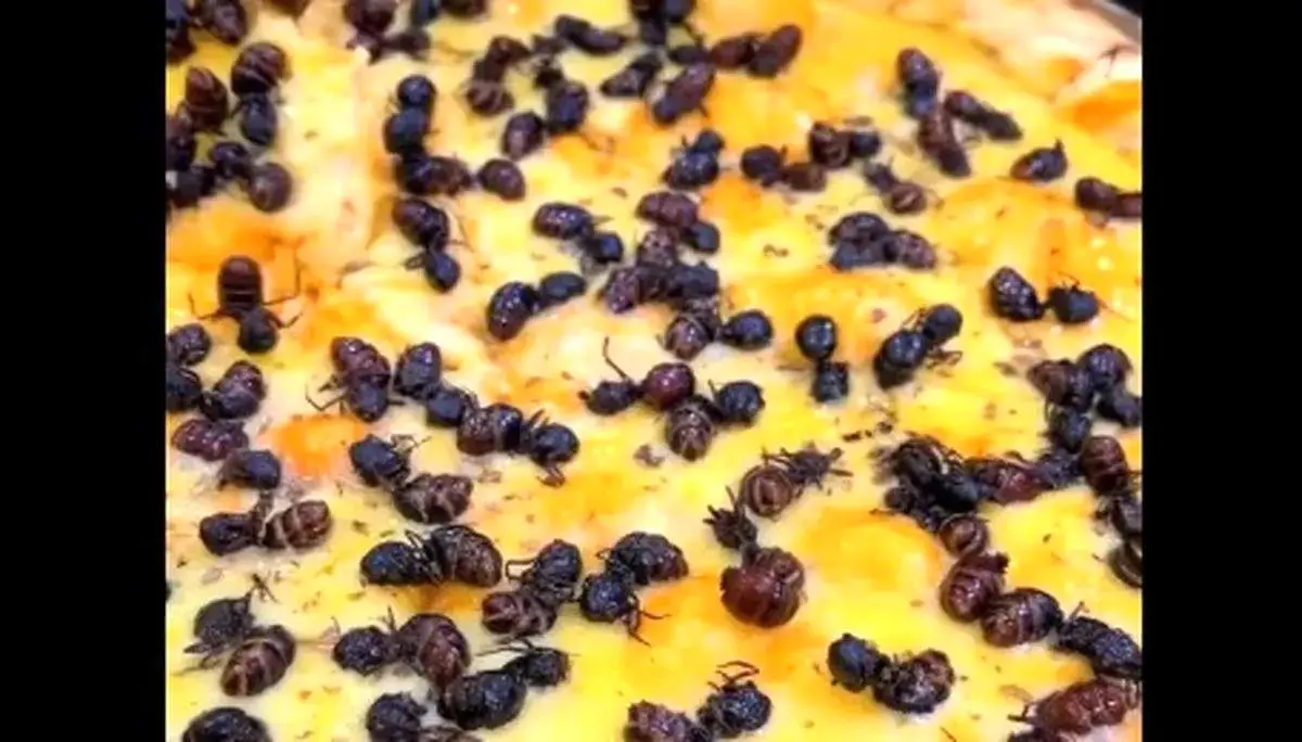 پیتزای مورچه‌ای؛ راز جدید آشپزی برزیلی+ فیلم