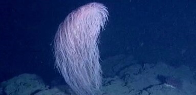 کشف گونه جدید زیبا مرجان در اعماق دریا+ عکس