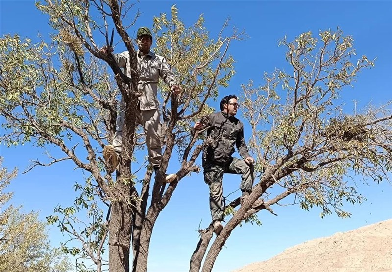 20 هزار هکتار از بادامستان‌های دیم آفت زدایی شد – تسنیم