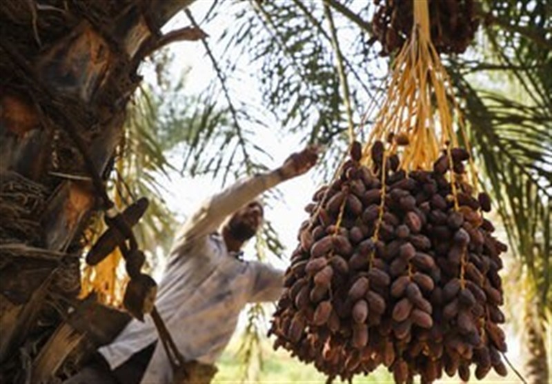 5 محصول کشاورزی از فهرست عوارض آب مجازی حذف شد – تسنیم