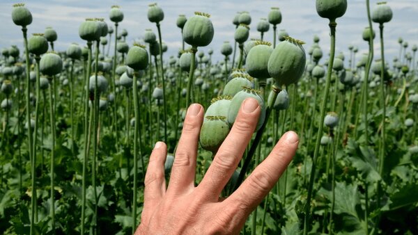 آزاد شدن کشت خشخاش تکذیب شد؟