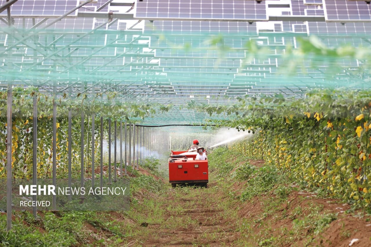 استراتژی بین‌المللی شدن شرکت‌های کشاورزی خارجی چین