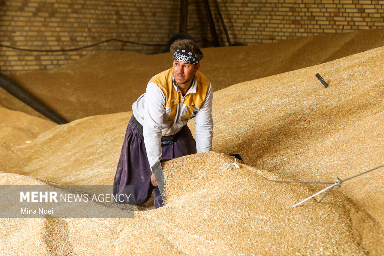 افزایش تولید گندم راه نجات از وابستگی خارجی