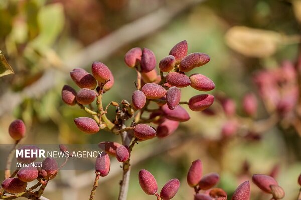 ایران در جمع ۳ کشور برتر تولیدکننده پسته جهان ایران در جمع ۳ کشور برتر تولیدکننده پسته جهان