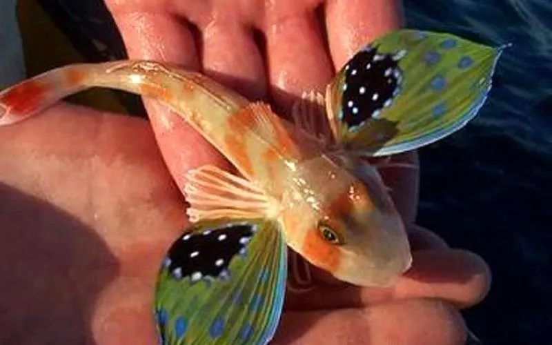 این ماهی شگفت‌انگیز ۳۶ سال در تاریکی پنهان بود! + عکس