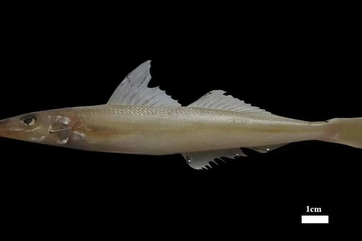 این گونه جدید از ماهی «خلیج فارس» نام دارد این گونه جدید از ماهی «خلیج فارس» نام دارد