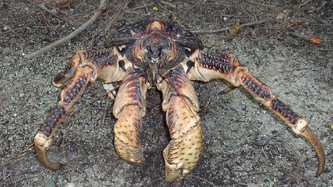 با خرچنگ نارگیل غول پیکر آشنا شوید+فیلم