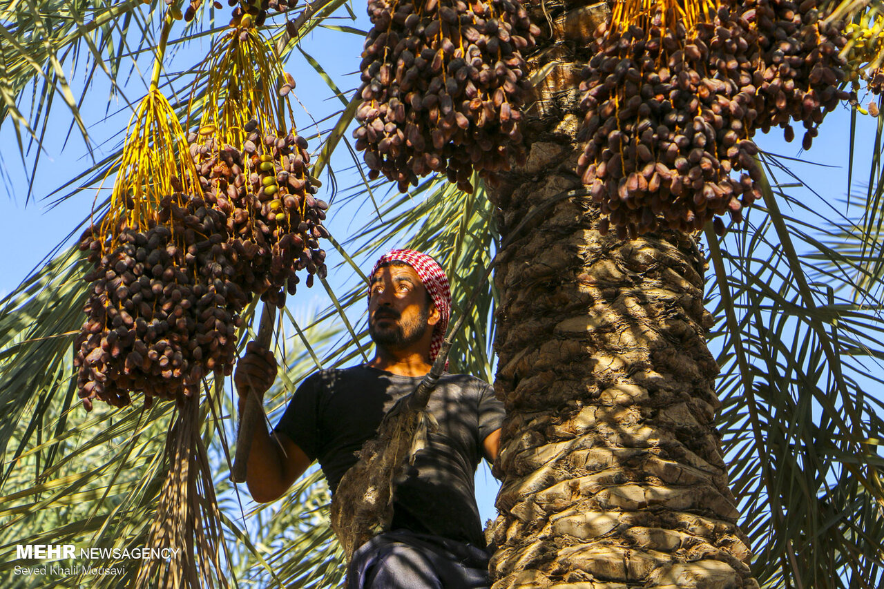 برومندی: تولید خرمای مجول در ایران به ۵۰ هزارتن خواهد رسید