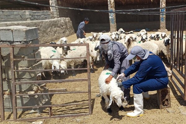 بیش از ۸۶۰ عامل بیماری‌زا از دام به انسان منتقل می‌شود