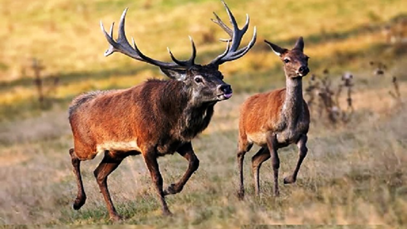 تا حالا صدای گوزن شمالی این موجود باشکوه رو شنیدید؟+فیلم